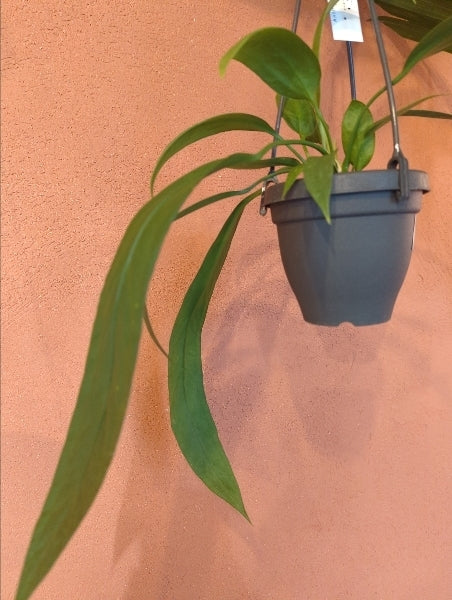 アンスリウム・ビッタリフォリウム 4号【店頭受取】