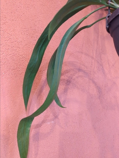 アンスリウム・ビッタリフォリウム 4号【店頭受取】