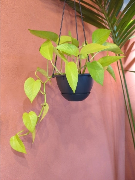 ポトス・ライム 5号【店頭受取】