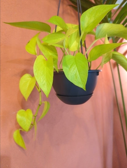 ポトス・ライム 5号【店頭受取】