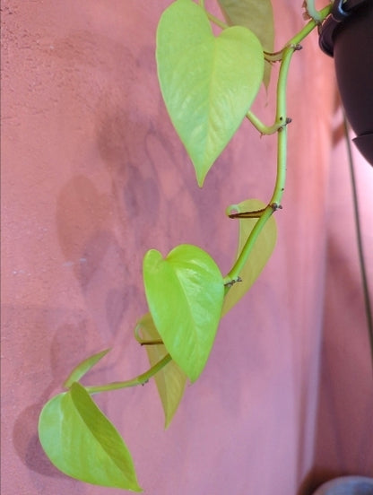 ポトス・ライム 5号【店頭受取】