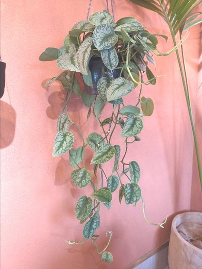 スキンダプサス・トレビー 7号【店頭受取】