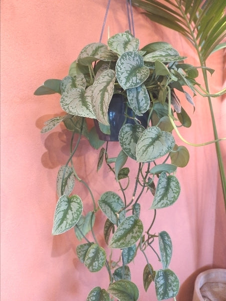 スキンダプサス・トレビー 7号【店頭受取】