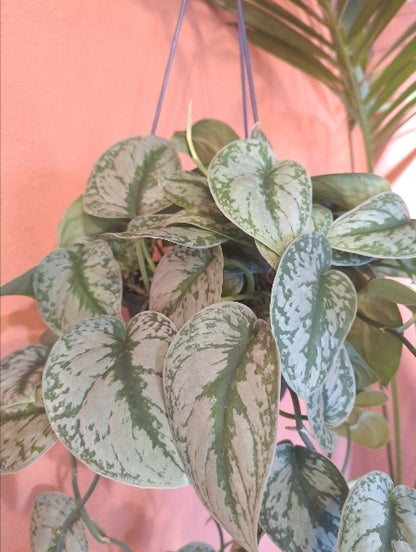 スキンダプサス・トレビー 7号【店頭受取】