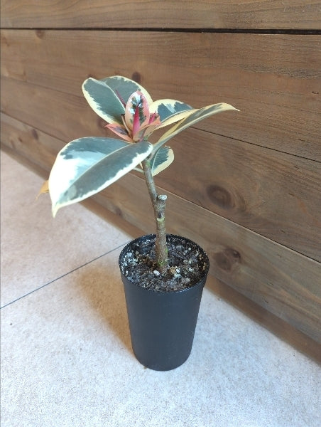 フィカス・ティネケ・ロングポット 3号【店頭受取】