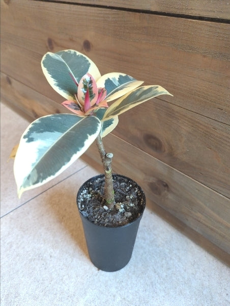 フィカス・ティネケ・ロングポット 3号【店頭受取】