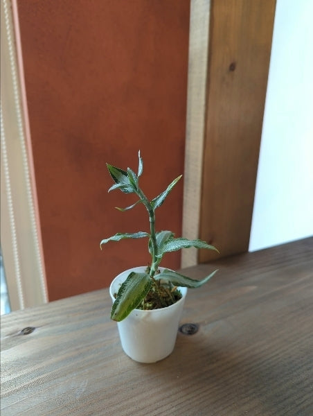 アスピドギネ・アルゲンティア 2.5号【店頭受取】