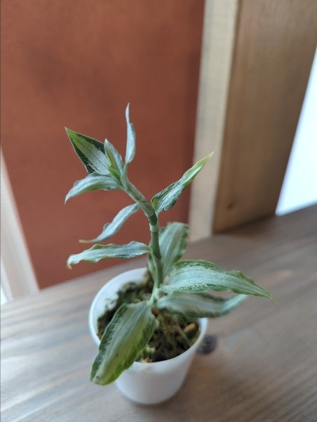 アスピドギネ・アルゲンティア 2.5号【店頭受取】