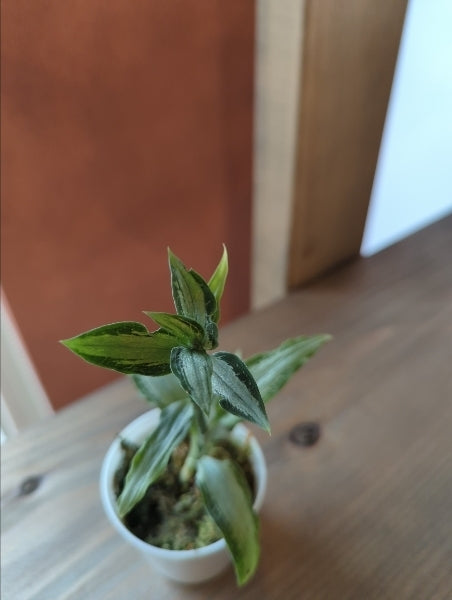 アスピドギネ・アルゲンティア 2.5号【店頭受取】