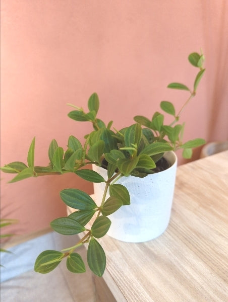 ペペロミア・フェアリー 3号【店頭受取】