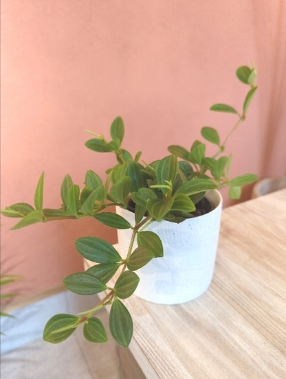 ペペロミア・フェアリー 3号【店頭受取】