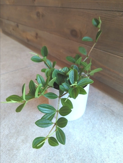 ペペロミア・フェアリー 3号【店頭受取】