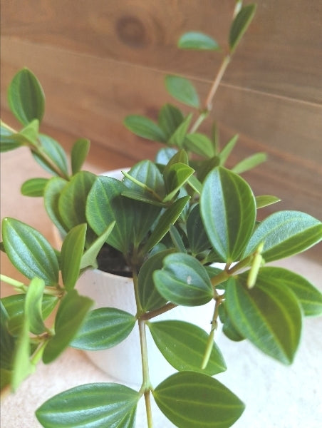 ペペロミア・フェアリー 3号【店頭受取】