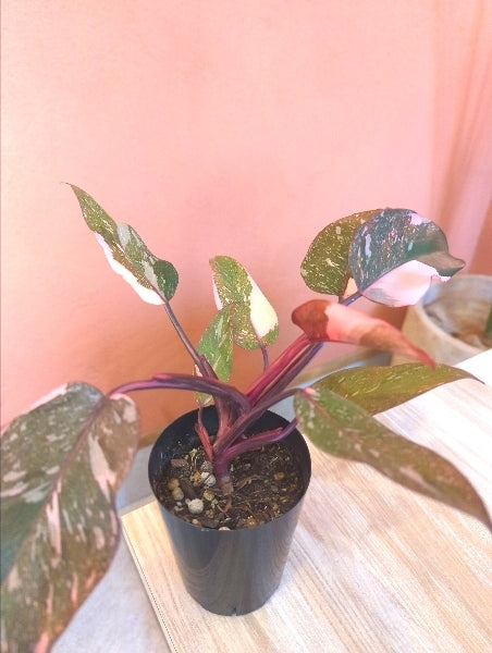 フィロデンドロン・ピンクギャラクシー 4号【店頭受取】