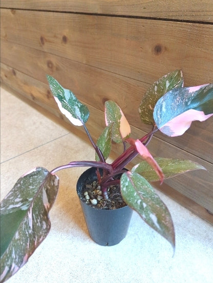 フィロデンドロン・ピンクギャラクシー 4号【店頭受取】