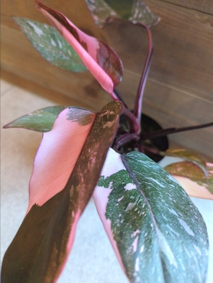 フィロデンドロン・ピンクギャラクシー 4号【店頭受取】