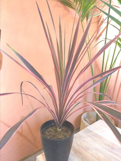 コルジリネ・オーストラリス・ピンク 6号【店頭受取】