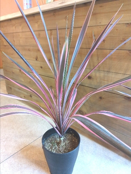 コルジリネ・オーストラリス・ピンク 6号【店頭受取】