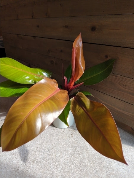 フィロデンドロン・プリンスオブオレンジ 5号【店頭受取】