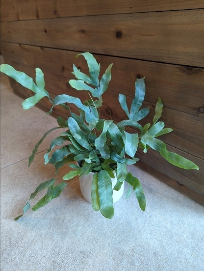 フレボディウム・オーレウム・ブルースター 3.5号【店頭受取】