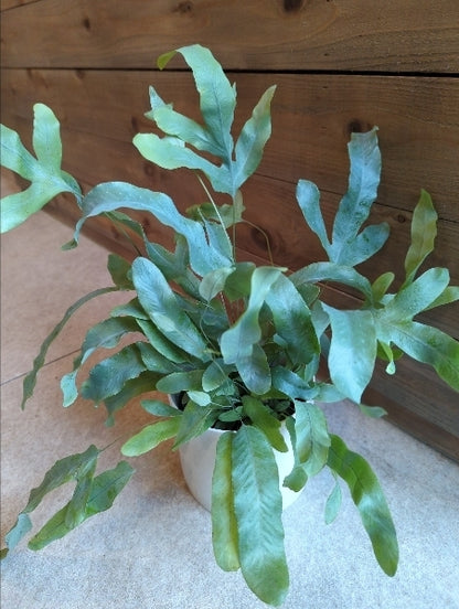 フレボディウム・オーレウム・ブルースター 3.5号【店頭受取】