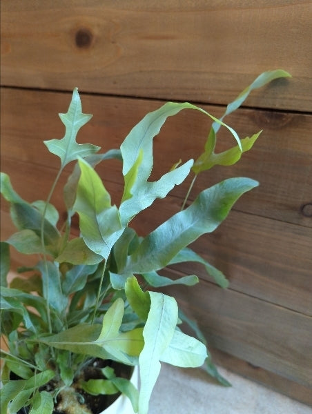 フレボディウム・オーレウム・ブルースター 3.5号【店頭受取】