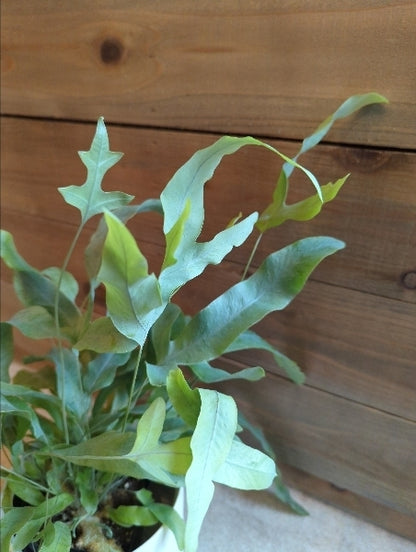 フレボディウム・オーレウム・ブルースター 3.5号【店頭受取】