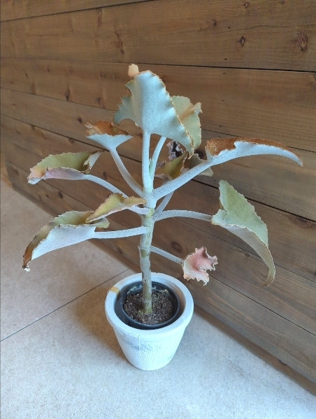 カランコエ・ベハレンシス 4号【店頭受取】