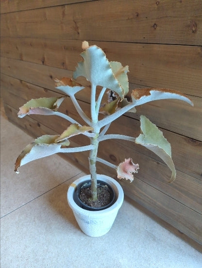 カランコエ・ベハレンシス 4号【店頭受取】