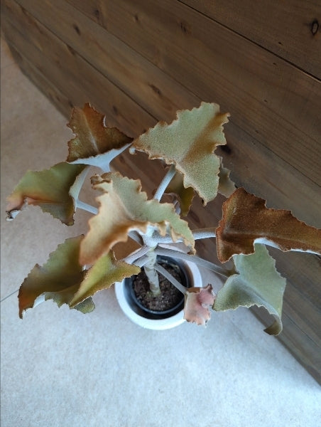 カランコエ・ベハレンシス 4号【店頭受取】