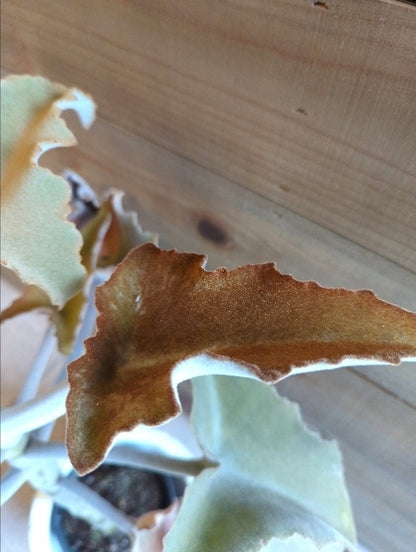 カランコエ・ベハレンシス 4号【店頭受取】