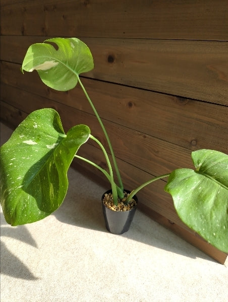 モンステラ・タイコンステレーション 3号【店頭受取】