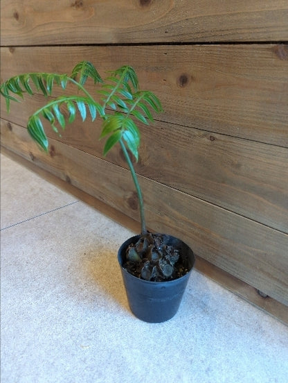 リュウビンタイ 3.5号【店頭受取】