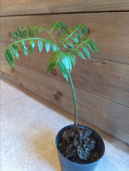 リュウビンタイ 3.5号【店頭受取】