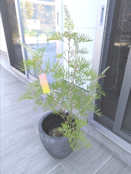 グレビレア・ビーチ&クリーム 6号【店頭受取】