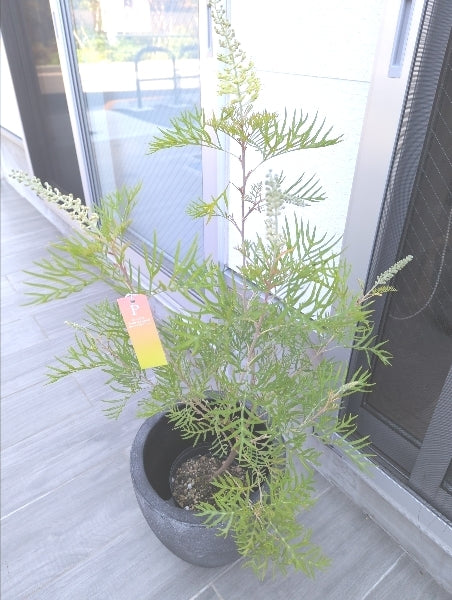 グレビレア・ビーチ&クリーム 6号【店頭受取】