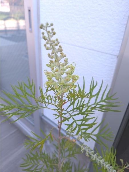 グレビレア・ビーチ&クリーム 6号【店頭受取】