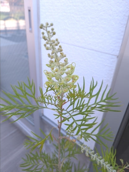 グレビレア・ビーチ&クリーム 6号【店頭受取】