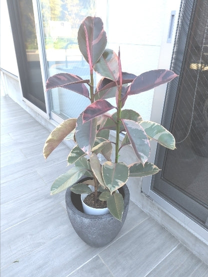 フィカス・ルビー 7号 S【店頭受取】