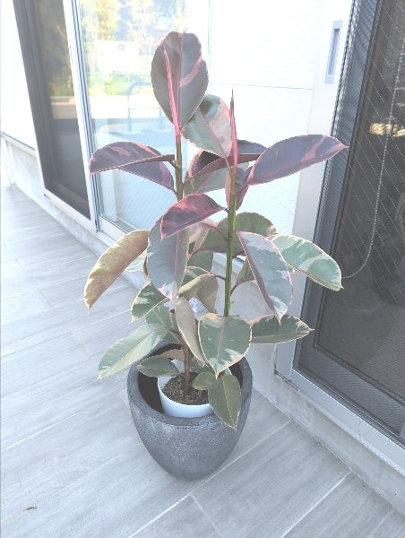 フィカス・ルビー 7号 S【店頭受取】