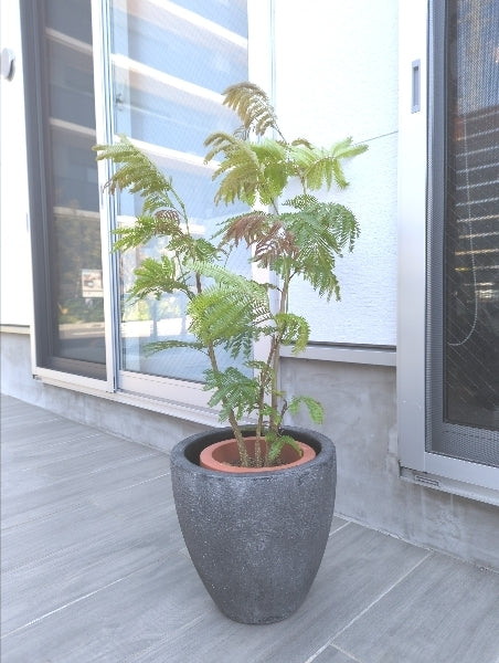 エバーフレッシュ 7号 S【店頭受取】