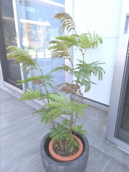 エバーフレッシュ 7号 S【店頭受取】