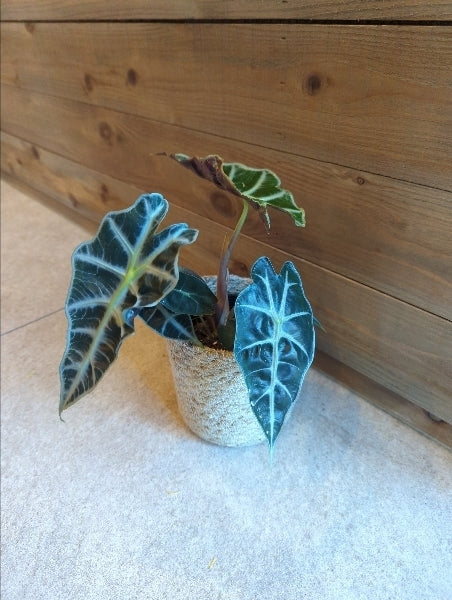 アロカシア・ポリー 3.5号【店頭受取】