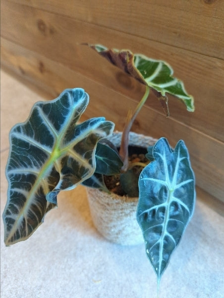 アロカシア・ポリー 3.5号【店頭受取】