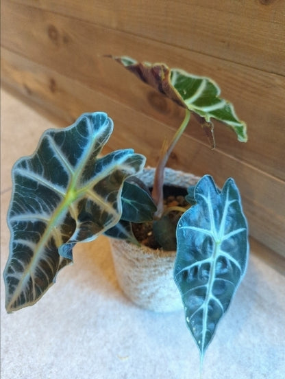 アロカシア・ポリー 3.5号【店頭受取】