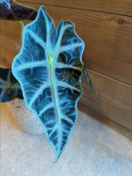 アロカシア・ポリー 3.5号【店頭受取】