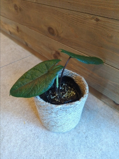 アロカシア・スカルプラム 3号【店頭受取】