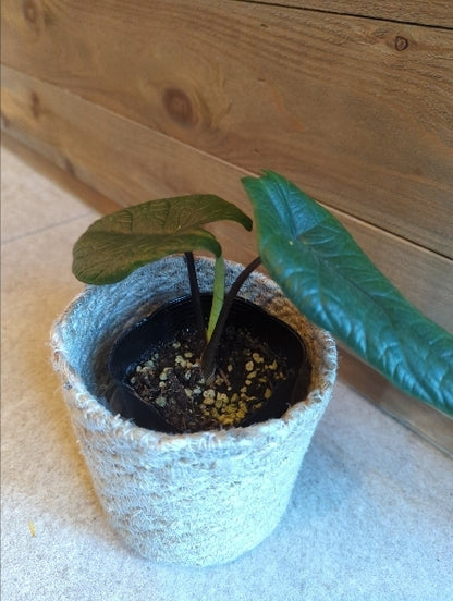 アロカシア・スカルプラム 3号【店頭受取】