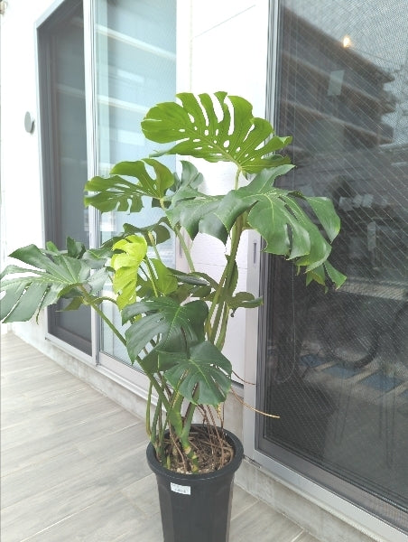 モンステラ 10号【店頭受取】