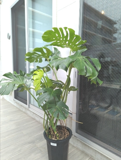 モンステラ 10号【店頭受取】